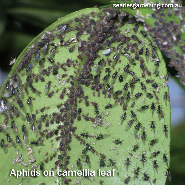 Problem Solver-Pests-Controlling Aphids on camellia leaf