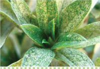 Problem Solver-Pests-Controlling Azalea Lace Bug #searlegardenproducts