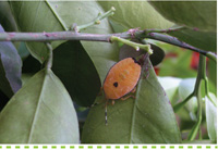 Problem Solver-Pests-Controlling Bronze Orange Bug #searlegardenproducts