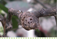 Problem Solver-Pests-Controlling Citrus Gall Wasp #searlegardenproducts