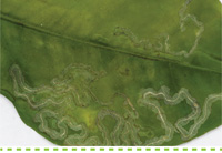 Problem Solver-Pests-Controlling Citrus Leaf Miner #searlegardenproducts