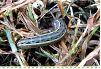 Problem Solver-Pests-Controlling Lawn Armyworm #searlegardenproducts