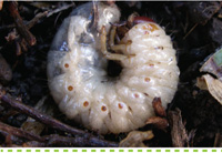 Problem Solver-Pests-Controlling Lawn Grubs #searlegardenproducts