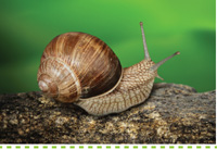 Problem Solver-Pests-Controlling Snail and Slug #searlegardenproducts