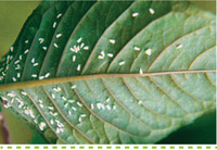 Problem Solver-Pests-Controlling Whiteflies #searlegardenproducts