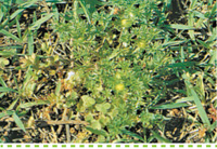 Searles Garden - Problem Solver - Controlling Bindii