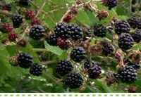 Problem Solver-Weeds-Controlling Blackberry #searlesgardenproducts