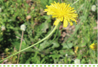 Searles Gardening Problem Solver control catsear and dandelion treatment