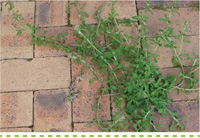 Searles Gardening Problem Solver control Chickweed treatment