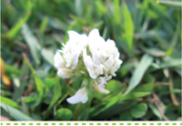 Searles Gardening Problem Solver control clover treatment