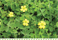 Searles Gardening Problem Solver control creeping oxalis treatment