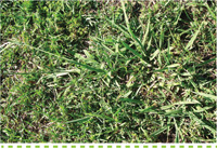 Searles Gardening Problem Solver control paspalum in lawns treatment