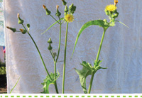 Searles Gardening Problem Solver control sowthistle in lawns treatment