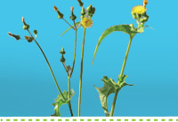 Searles Garden - Problem Solver - Controlling Sowthistle