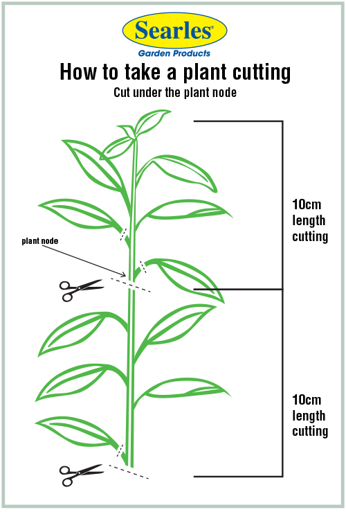 How to take a plant cutting