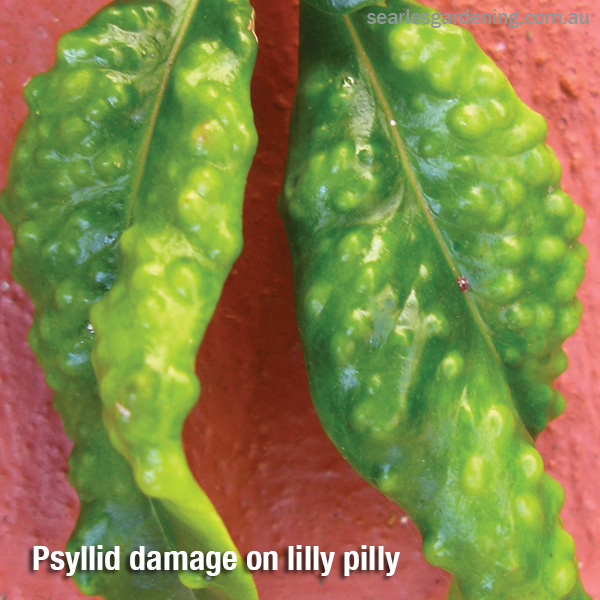 Psyllid damage on lilly pilly Australian Natives pest and diseases solutions