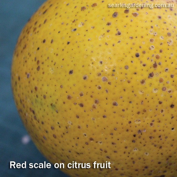 Red scale brown spots on citrus fruit Australia