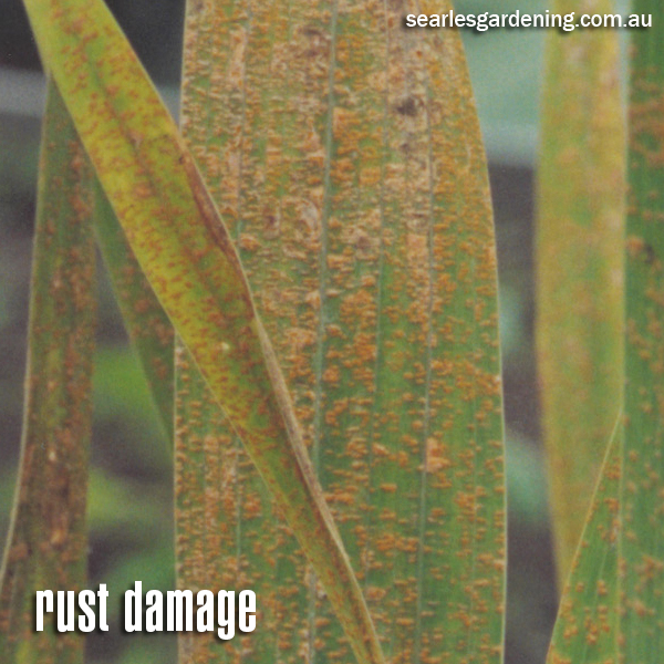 Rust damage on plant