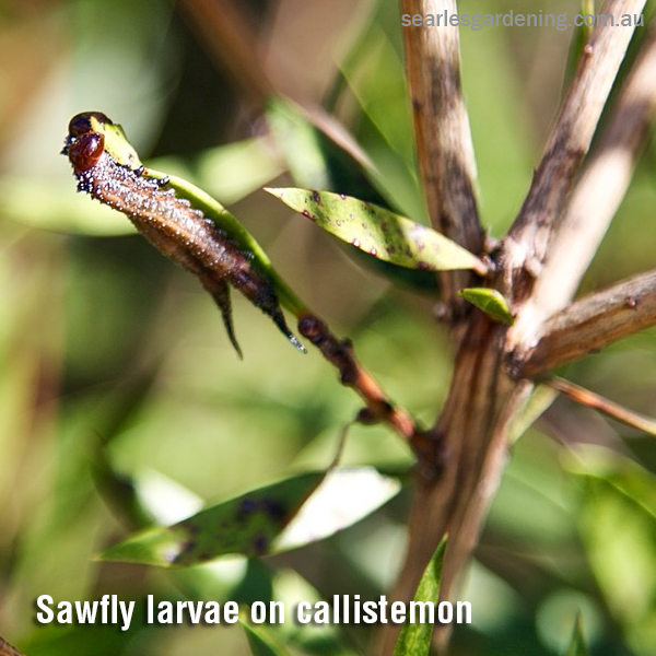 Sawfly larvae on callistemon Australian Natives pest and diseases solutions