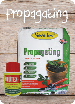 How to propagate cuttings