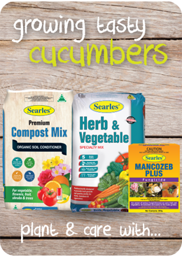 How to grow cucumbers - soil mixes and fertiliser for cucumbers in Australia