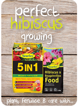 How to grow and fertilise hibiscus