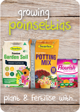 Searles Garden Products - Soil mix fertiliser plant food for growing poinsettias