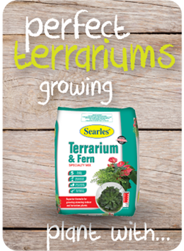 How to make create a terrarium - Perfect soil potting mix for Terrarium and Ferns