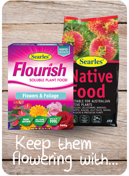 Best plant food fertiliser for growing summer flower