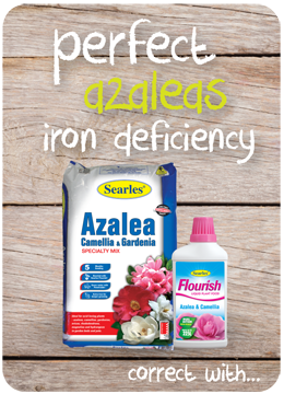 Searles Garden Products - correcting iron deficiency on azalea