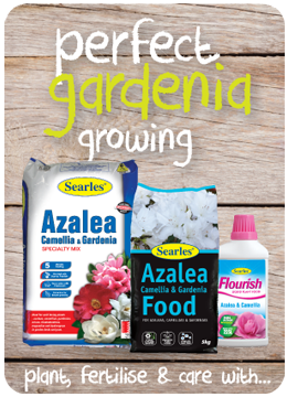 How to grow gardenias - planting, growing and care guide