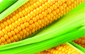 Searles Garden how to grow planting Sweet Corn