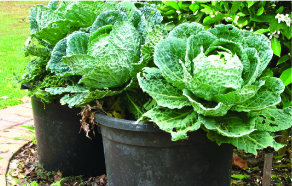Searles Garden how to grow planting Vegetables in pots containers