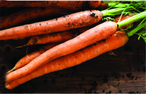 Searles Garden how to grow planting carrots