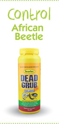 Searles Gardening Problem Solver Controlling African Lawn Beetle