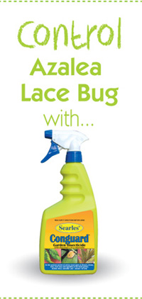 Searles Gardening Problem Solver Controlling Azalea Lace Bug