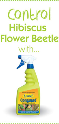 Searles Gardening Problem Solver Controlling Hibiscus Flower Beetle