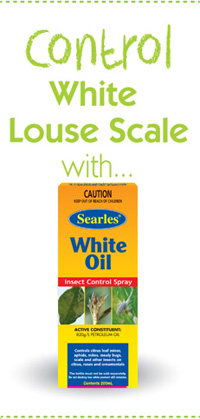 Searles  Control White Louse Scale - Treatment