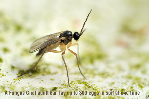 Searles Gardening Fungus Gnat Adult Fly