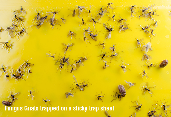 Searles Gardening Fungus Gnat trapped on sticky trap