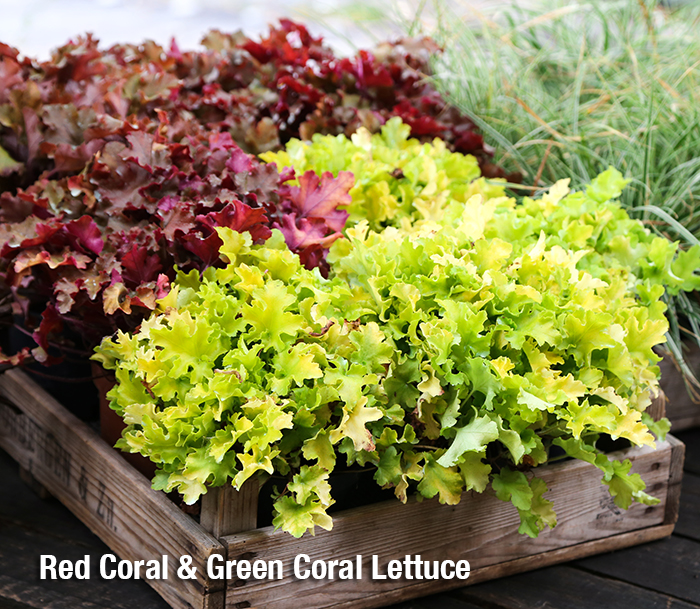 Searles growing red coral and green coral lettuce