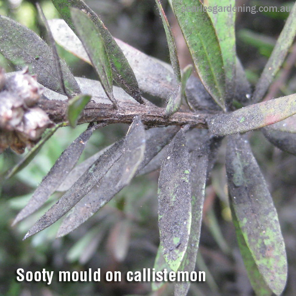 Sooty mould on Callistemon Australian Natives pest and diseases solutions
