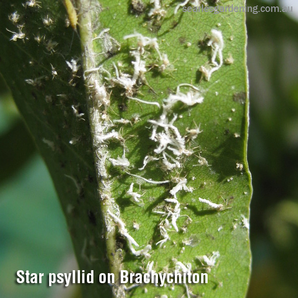 Star psyllid on Brachychiton Australian Natives pest and diseases solutions