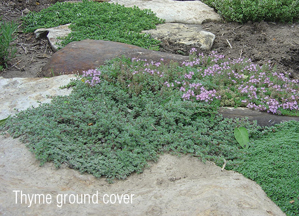 Best ground cover plants - Thyme
