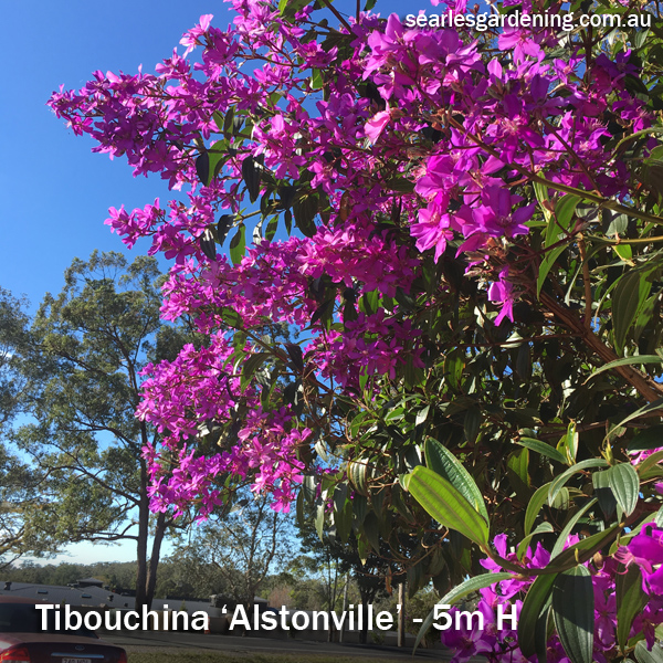 Tibouchina Alstonville