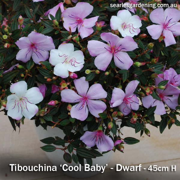 Tibouchina Cool Baby