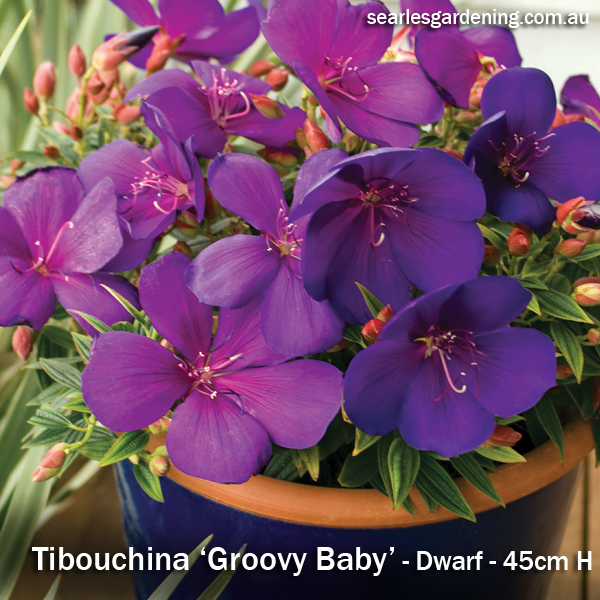 Tibouchina Groovy Baby