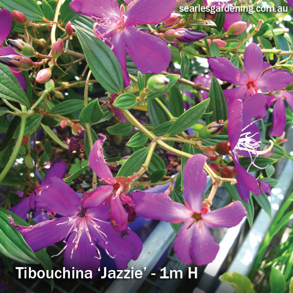 Tibouchina Jazzie