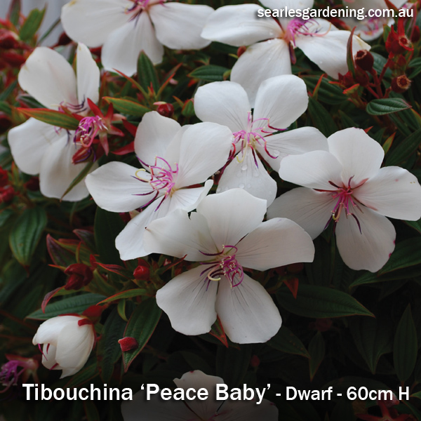 Tibouchina Peace Baby