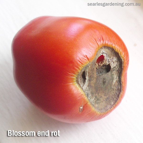 Tomato pest and diseases solutions Blossom end rot